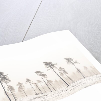 Snowy forest in winter by Assaf Frank